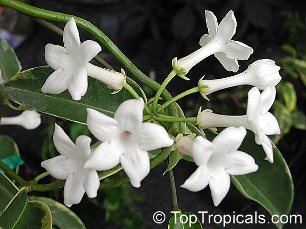 Madagascar Jasmine (Stephanotis) bloom