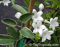 Stephanotis floribunda, Bridal Bouquet, Madagascar Jasmine, Wax flower, Chaplet flower, Floradora, Hawaiian Wedding flower

Click to see full-size image