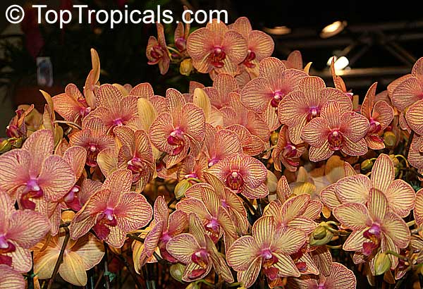 Cochidium splrodela Orchid plant species miniature THAILAND