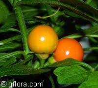 Solanum capsicastrum, Winter Cherry, False Jerusalem Cherry, Christmas Cherry