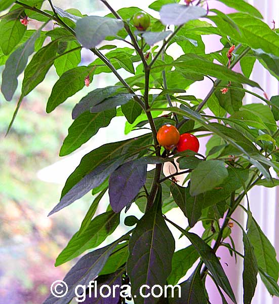 Solanum capsicastrum, False Jerusalem Cherry, Winter Cherry, Christmas Cherry