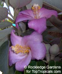Lagunaria patersonia, Hibiscus patersonia, Laguna squamea, Primrose Tree, Cow Itch Tree

Click to see full-size image
