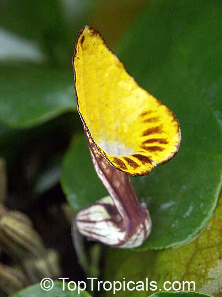 Aristolochia peruviana, Aristolochia