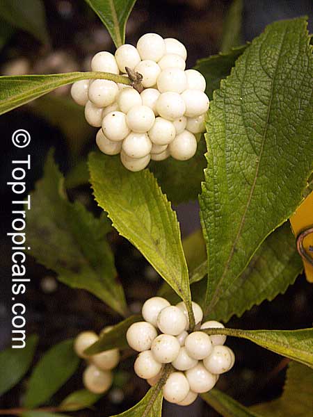 Callicarpa americana, American Beautyberry. Var. lactea