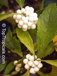 Callicarpa americana, American Beautyberry

Click to see full-size image