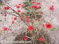 Calliandra tweedii, Inga pulcherrima, Red Tassel Flower

Click to see full-size image
