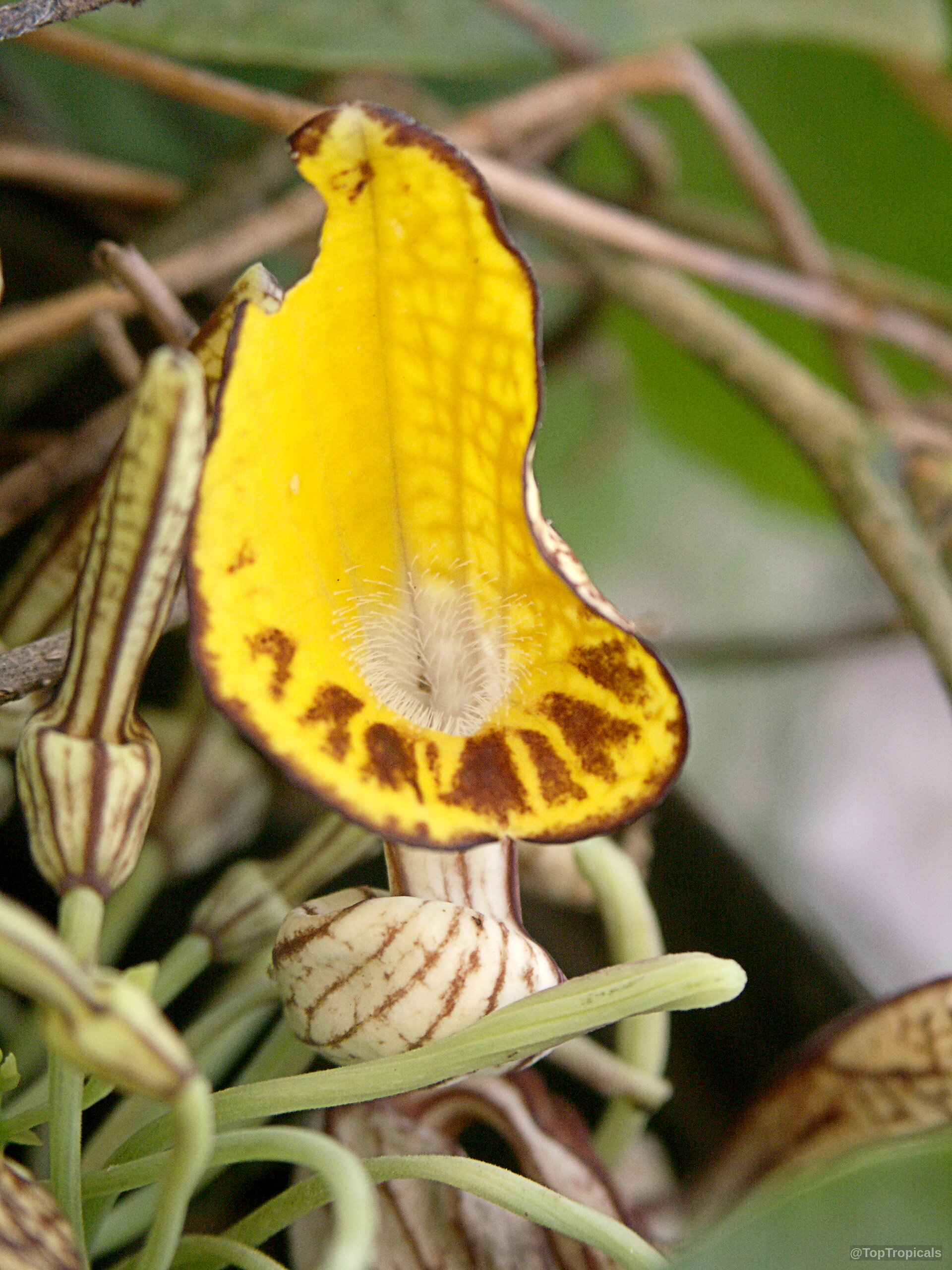 Aristolochia peruviana flower with yellow petals and dark brown spots near center Aristolochia peruviana yellow flower with brown spots and fuzzy center close up