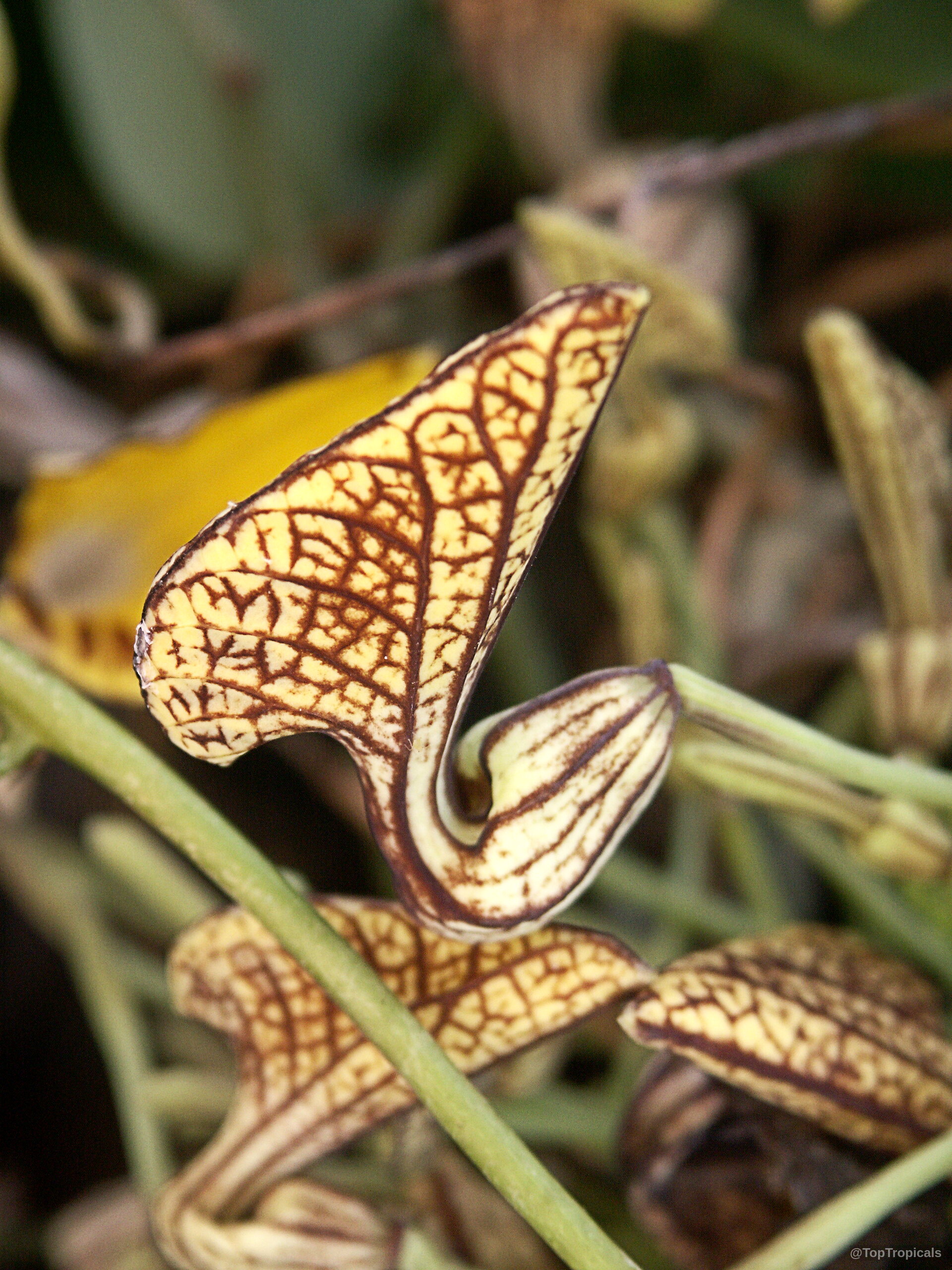 Aristolochia peruviana flower with yellow and brown veins in a close up Aristolochia peruviana yellow flower with brown veins in a detailed close up view