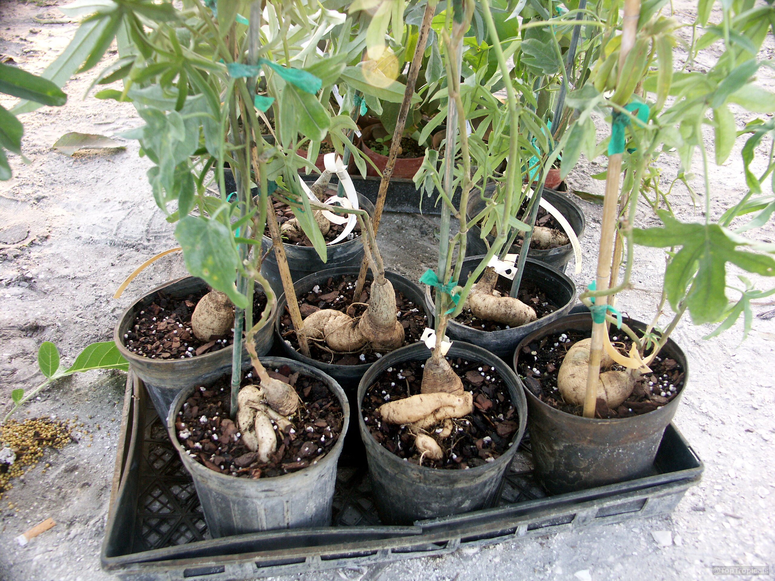 Ipomoea platensis with distinct tan root structures growing in small black plastic containers Ipomoea platensis with tan caudex and green leaves in several small plastic pots