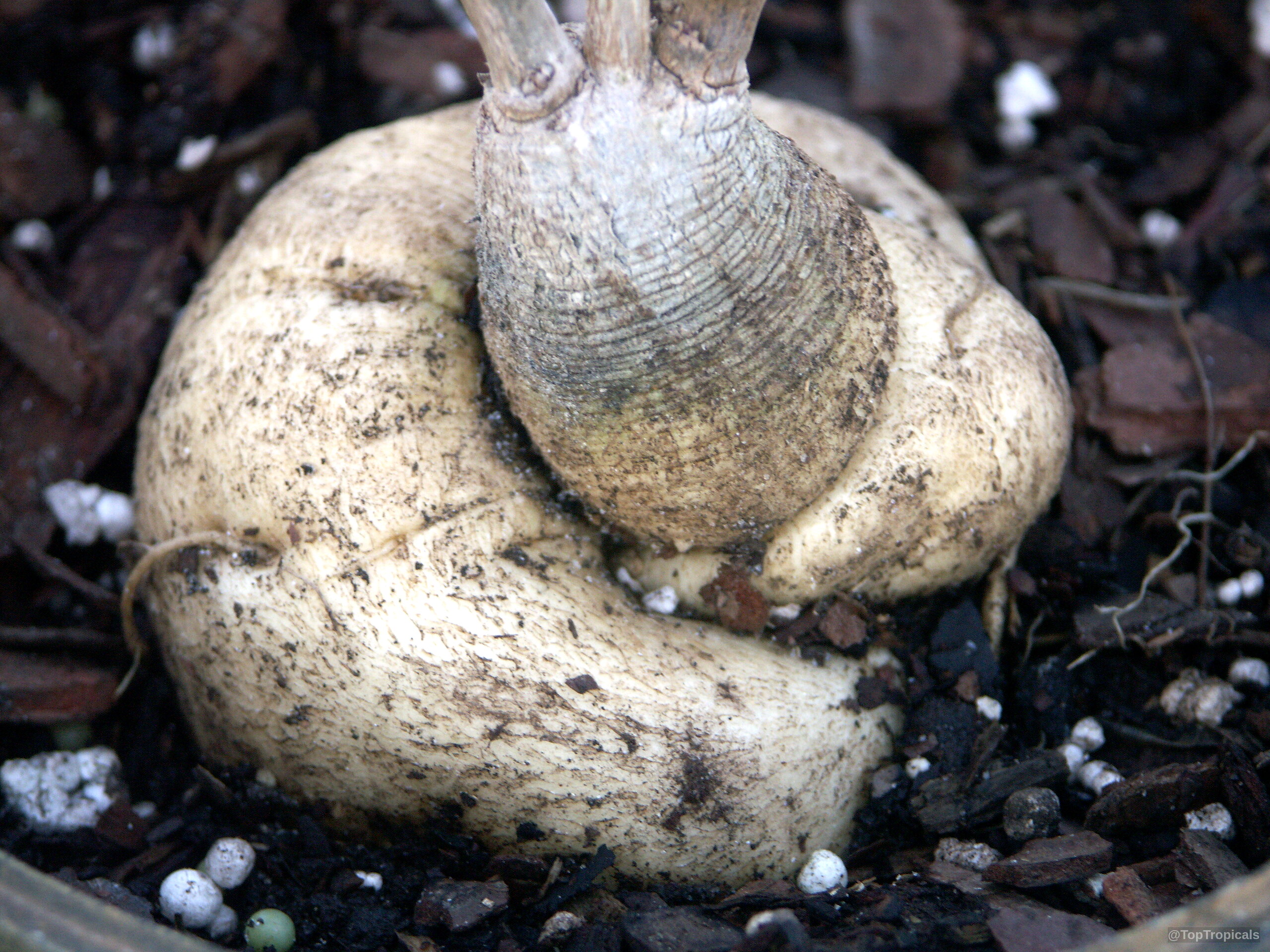 Ipomoea platensis tan woody caudex resting against dark soil within the container. Ipomoea platensis tan caudex plant close up sitting in dark soil medium texture