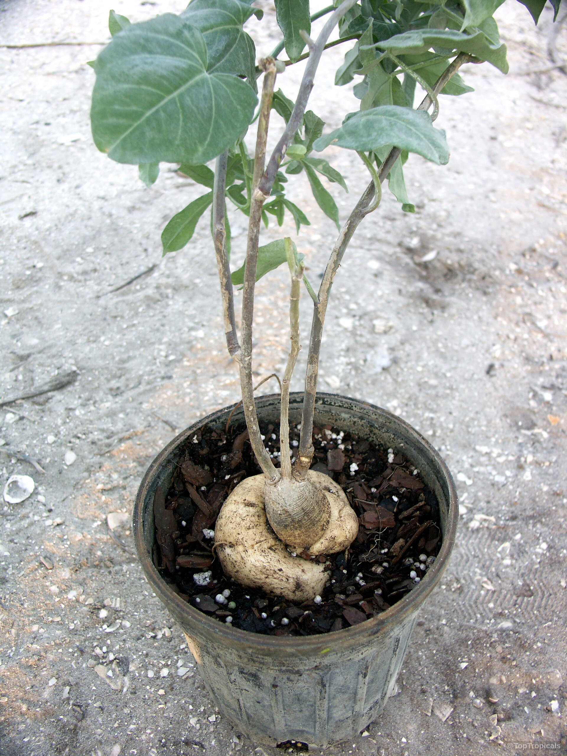 Ipomoea platensis showing rounded beige caudex base with thin green leafy stems Ipomoea platensis with thick beige caudex and green leaves in plastic pot