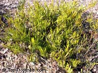Zamia integrifolia, Zamia floridana, Coontie, Coontie Palm, Koonti

Click to see full-size image