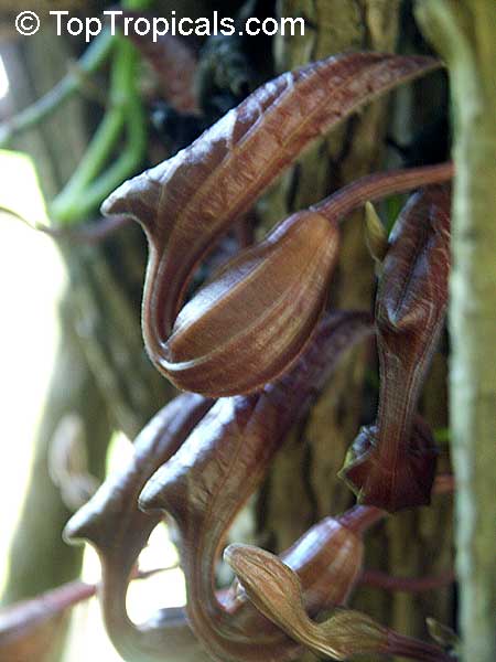 Aristolochia maxima, Dutchman's Pipe