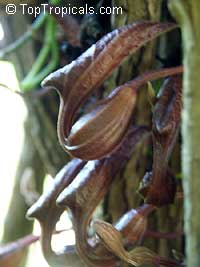 Aristolochia maxima, Dutchman's Pipe

Click to see full-size image