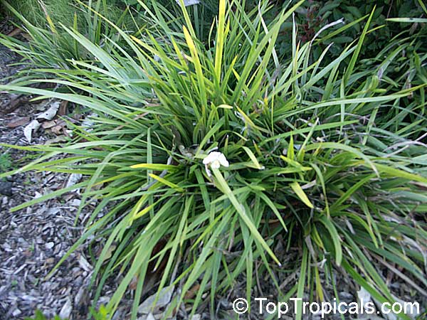 Dietes iridioides Amatola, African Iris, Fortnight Lily, Morea Iris