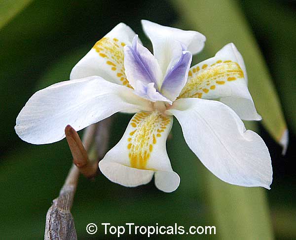 Dietes iridioides Amatola, African Iris, Fortnight Lily, Morea Iris