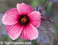 Hibiscus acetosella, African Rosemallow, Maple Sugar, Red Hibiscus, Cranberry Shield, Gongura

Click to see full-size image