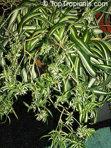 Chlorophytum sp., Spider Plant