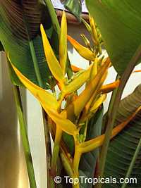 Heliconia angusta, Christmas Heliconia

Click to see full-size image