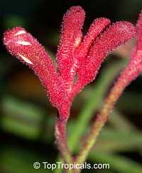 Anigozanthos flavidus red (Анигозантос, "Лапки Кенгуру" красные) - растение