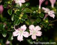 Serissa foetida, Serissa japonica, Serissa crassiramea, Tree of a Thousand Stars, Chinese Flowering White Serissa

Click to see full-size image