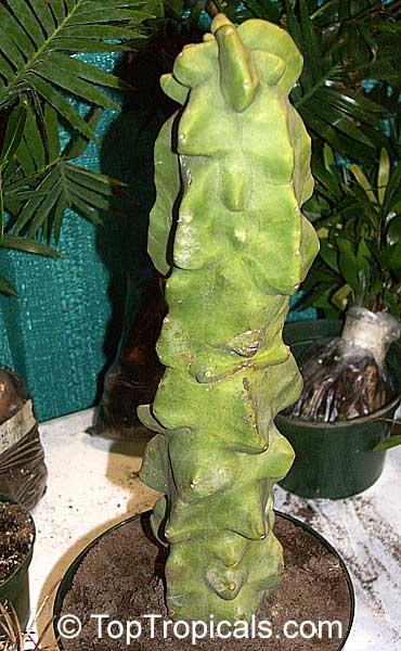 Lophocereus schottii monstrosus, Totem Pole Cactus