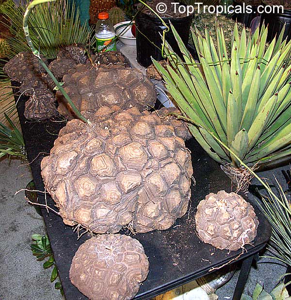 Dioscorea elephantipes, Dioscorea macrostachya, Dioscorea mexicana, Testudinaria elephantipes, Elephant foot, Turtle shell, Hottentot-Bread