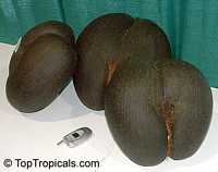 Lodoicea maldivica, Coco-de-Mer, Double Cocount

Click to see full-size image