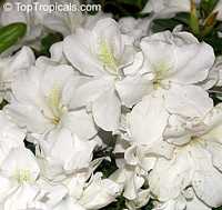 Rhododendron hybrid White, White Rhododendron

Click to see full-size image