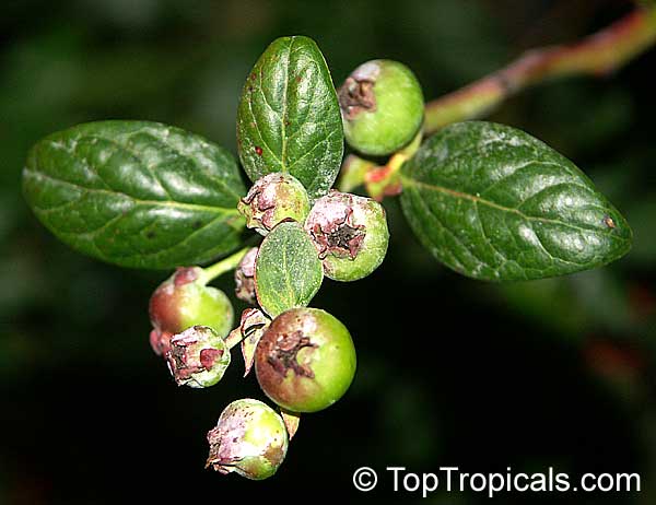 Vaccinium corymbosum, Tropical Blueberry, Lowbush Blueberry