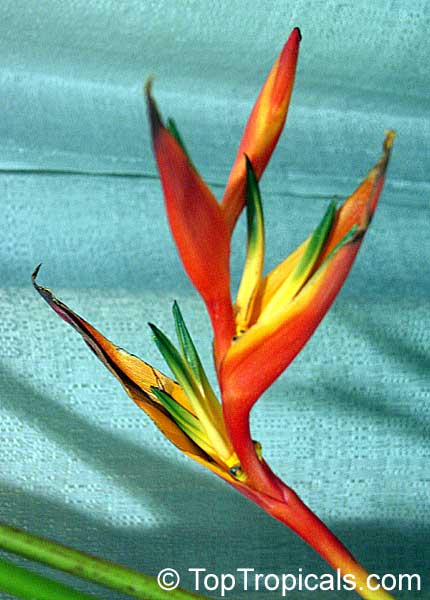 Heliconia psittacorum, Bihai psittacorum, Parrot's heliconia, Heliconia, Parakeet Flower