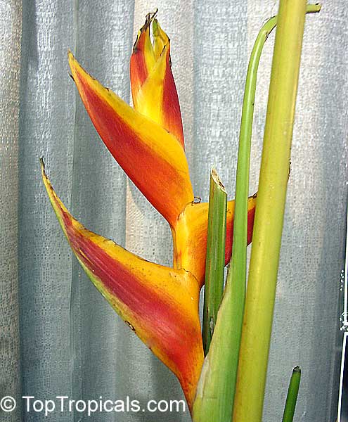 Heliconia psittacorum, Bihai psittacorum, Parrot's heliconia, Heliconia, Parakeet Flower