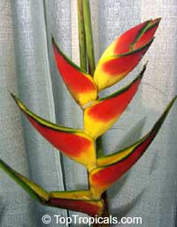 Heliconia orthotricha, Heliconia, Lobster claw

Click to see full-size image