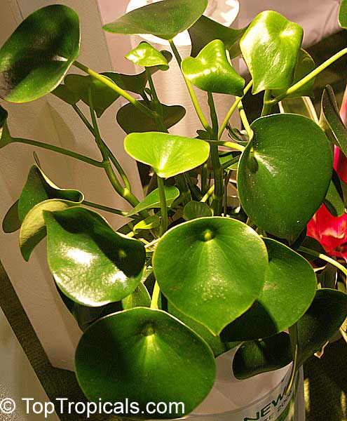 Peperomia sp., Radiator Plant. Peperomia Jayde