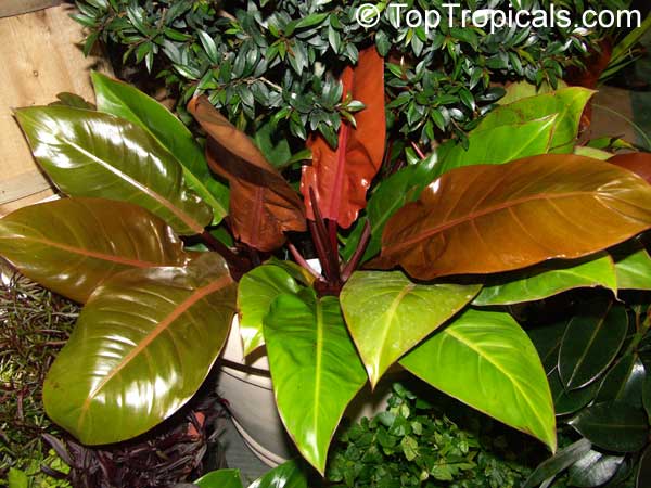 Philodendron sp. "Prince of Orange", Philodenron sp. "Autumn", Prince of Orange, Autumn
