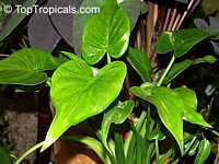 Alocasia cucullata, Lucky Leaf, Heart Shaped Elephant Ear, Buddha's Hand

Click to see full-size image
