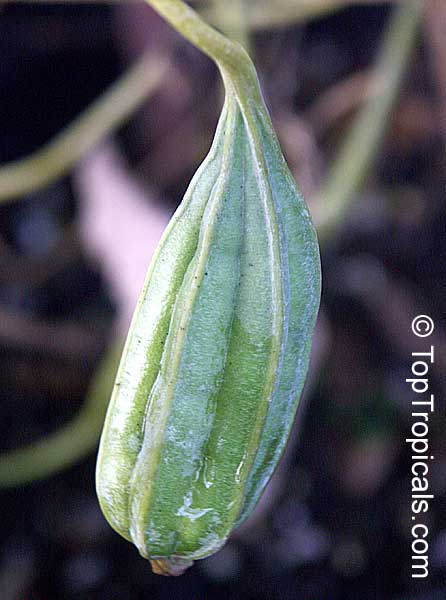 Aristolochia ringens, Aristolochia galeata, Dutchman's Pipe. Seed pod