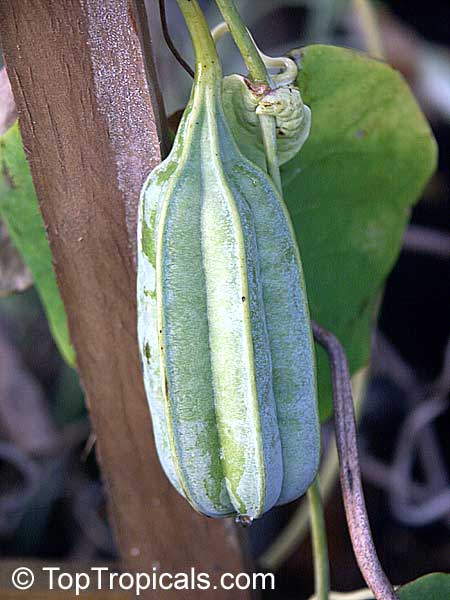 Aristolochia ringens, Aristolochia galeata, Dutchman's Pipe. Seed pod