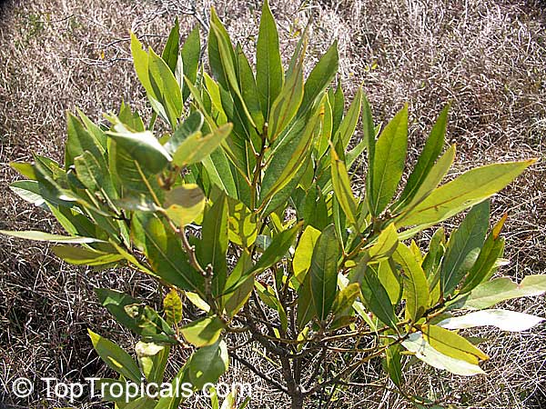 Magnolia virginiana, Florida Bay Laurel, Sweet Bay