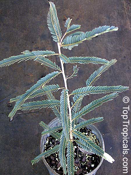 Emblica officinalis, Phyllanthus emblica, Indian Gooseberry, Emblic Myrobalan, Amla, Amalaki, Amloki