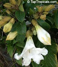 Beaumontia grandiflora, Echites grandiflora, Easter Lily Vine, Heralds Trumpet, Nepal Trumpet Flower

Click to see full-size image