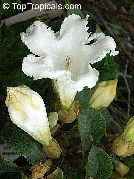 Beaumontia grandiflora - seeds