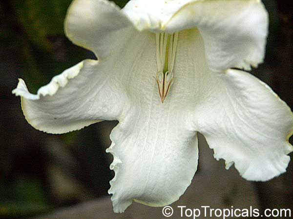 Beaumontia grandiflora - Easter Lily Vine