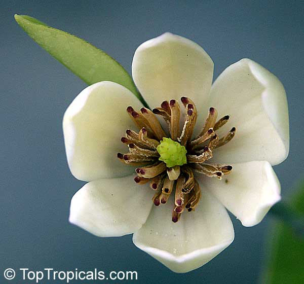 Magnolia (Michelia) figo - Banana Magnolia
