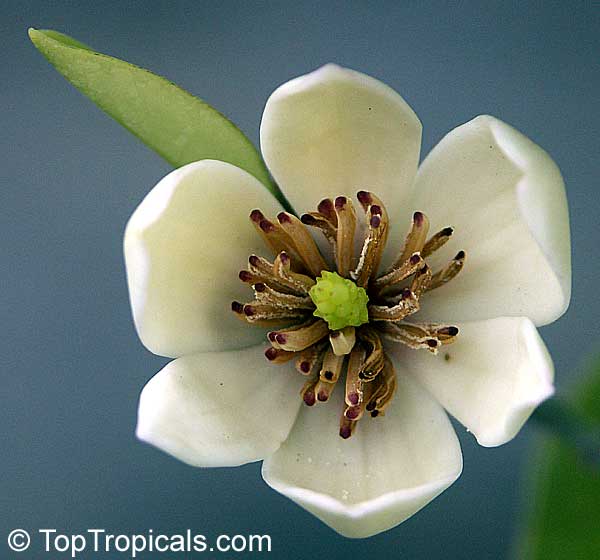 Magnolia Michelia figo - Banana Magnolia