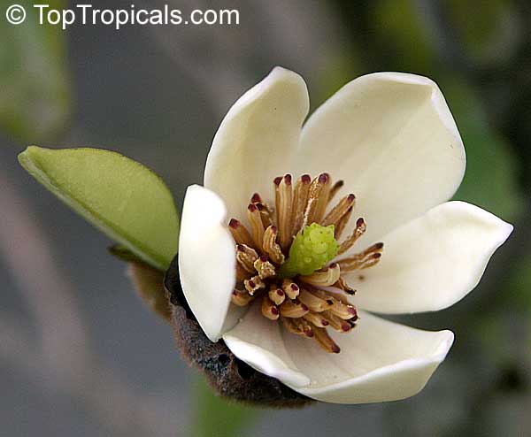 BANANA SHRUB Magnolia Michelia Figo FREE S&H 5 SEEDS 