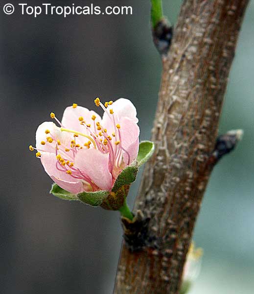 Prunus persica var. nectarina, Nectarine