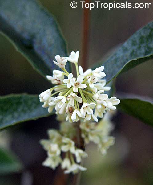 Red Osmanthus С†РІРµС‚