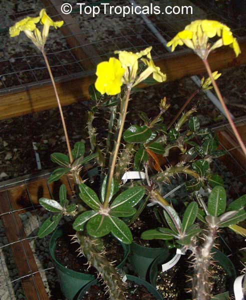 Pachypodium rosulatum, Elephant's Foot Plant, Pachypodium