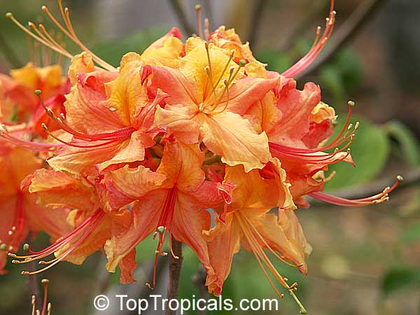 Rhododendron austrinum, Florida Azalea, Orange Azalea